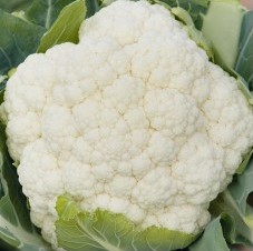 Cauliflower ~ Liria F1 (Week 16)