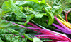 Chard ~ Fireworks (Current Stock)