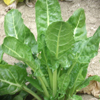 Leaf beet ~ Erbette (Week 38)