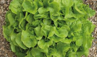 Lettuce ~ Admir (green oakleaf) (Week 19)
