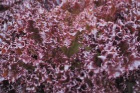 Lettuce ~ Azirka (lollo rossa) (Week 26)