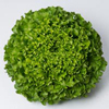 Lettuce ~ Olana (green Batavia) (Week 21)