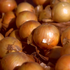 Onion ~ Overwintering Japanese onion ~ Tough Ball F1 (Week 39)