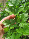 Parsley ~ Italian Giant (Flat leaf) (Week 27)