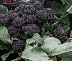 Sprouting Broccoli ~ Burgundy (Week 22)