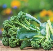 Sprouting Broccoli ~ Montebello (Week 18)