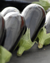 Aubergine ~ Black Pearl F1 (Grafted) (Week 19)