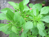 Basil ~ Greek (Ocimum minimum) (Week 19)