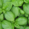 Basil ~ Sweet Genovese (Ocimum basilicum) (Week 19)