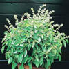 Basil ~ Lime (Ocimum americanum) (Week 18)