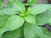 Basil ~ Siam Queen (Ocimum basilicum) (Week 21)