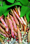 Bean (Climbing) ~ Borlotti (Lingua Di Fuoco) (Week 21)