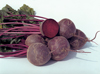 Beetroot ~ Boro F1 (Week 20)