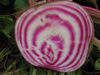 Beetroot ~ Chioggia Barbietola (Week 23)