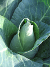 Cabbage ~ Caraflex F1 (Week 31)