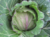 Cabbage ~ Deadon F1 (Week 22)