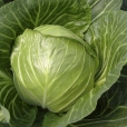 Cabbage ~ Elisa F1 (Week 16)