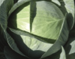 Cabbage ~ Expect F1 (Week 22)