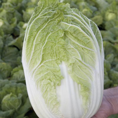 Chinese Cabbage ~ Kaboko F1 (Week 26)