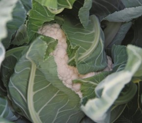 Cauliflower ~ Alcala (Week 12)
