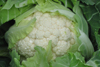 Cauliflower ~ Jerome F1 (Week 27)