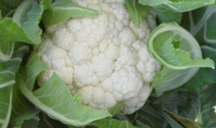 Cauliflower ~ Toledo F1 (Week 21)