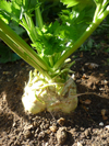 Celeriac ~ Princino F1 (Week 20)