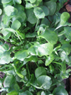 Winter Purslane (Claytonia) (Week 34)