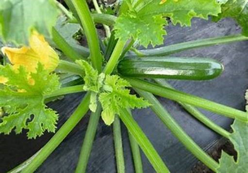 Courgettes ~ Ladoga (Current Stock)