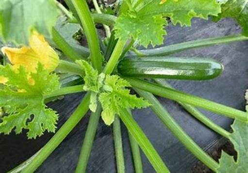 Courgettes ~ Ladoga (Week 20)