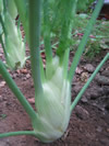 Fennel ~ Rondo F1 (Week 23)