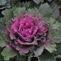 Buttonhole Kale ~ Starmaker (Week 30)