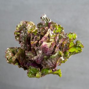 Kalettes ~ Autumn Star (Week 25)