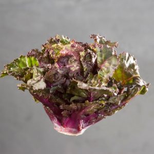 Kalettes ~ Christmas Rose (Week 21)