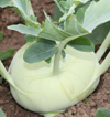 Kohl Rabi ~ Korist (Green) (Week 29)