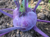 Kohl Rabi ~ Kolibri (Purple) F1 (Week 19)