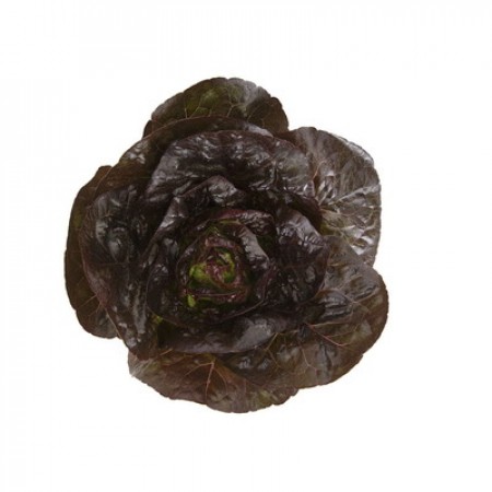 Lettuce ~ Alaine (red Gem) (Current Stock)