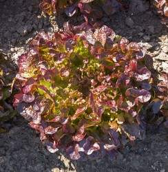 Lettuce ~ Alonix (red oakleaf) (Week 18)