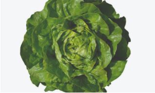 Lettuce ~ Analora (butterhead) (Current Stock)