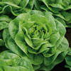 Lettuce ~ Brighton (glasshouse butterhead) (Week 40)