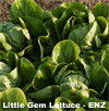 Lettuce ~ Maureen (little gem) (Week 24)