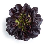 Lettuce ~ Manet (red multileaf, Salanova) (Week 23)