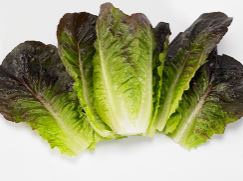 Lettuce ~ Moonred (red cos) (Week 25)