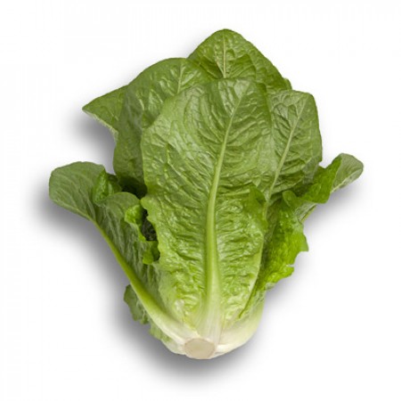 Lettuce ~ Patrona (Cos) (Week 18)