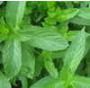 Mint ~ Spearmint (Week 31)