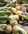 Onion ~ Hylander (Week 19)