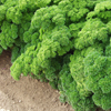 Parsley ~ Grune Perle (Current Stock)