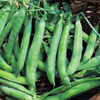 Pea ~ Kelvedon Wonder (Current Stock)