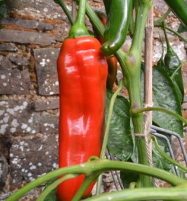 Sweet Pepper ~ Xaro (Week 19)