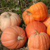 Pumpkin ~ Atlantic Giant (Current Stock)